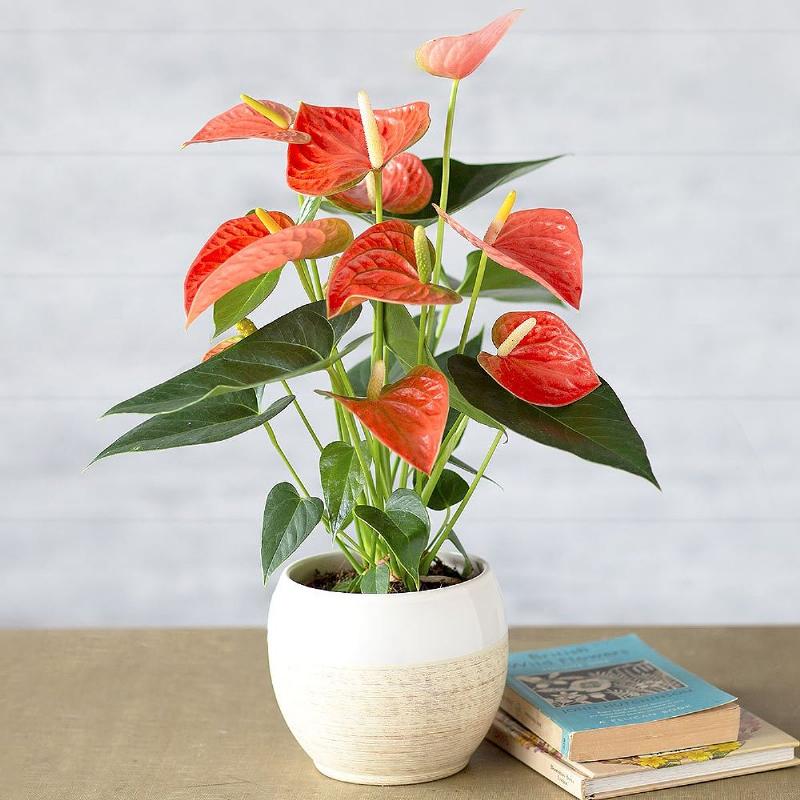 Minh họa ánh sáng gián tiếp tốt cho cây hồng môn